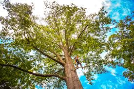 Best Weed Control  in Chadds Ford, PA