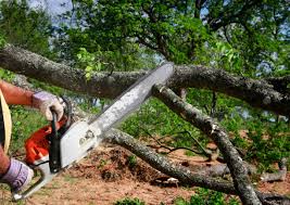 Best Arborist Consultation Services  in Chadds Ford, PA